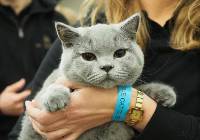 Najpopularniejsze koty rasowe w Polsce