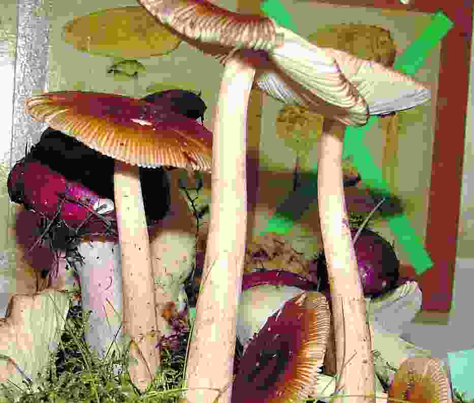 Muchomor mglejarka ( trujący)