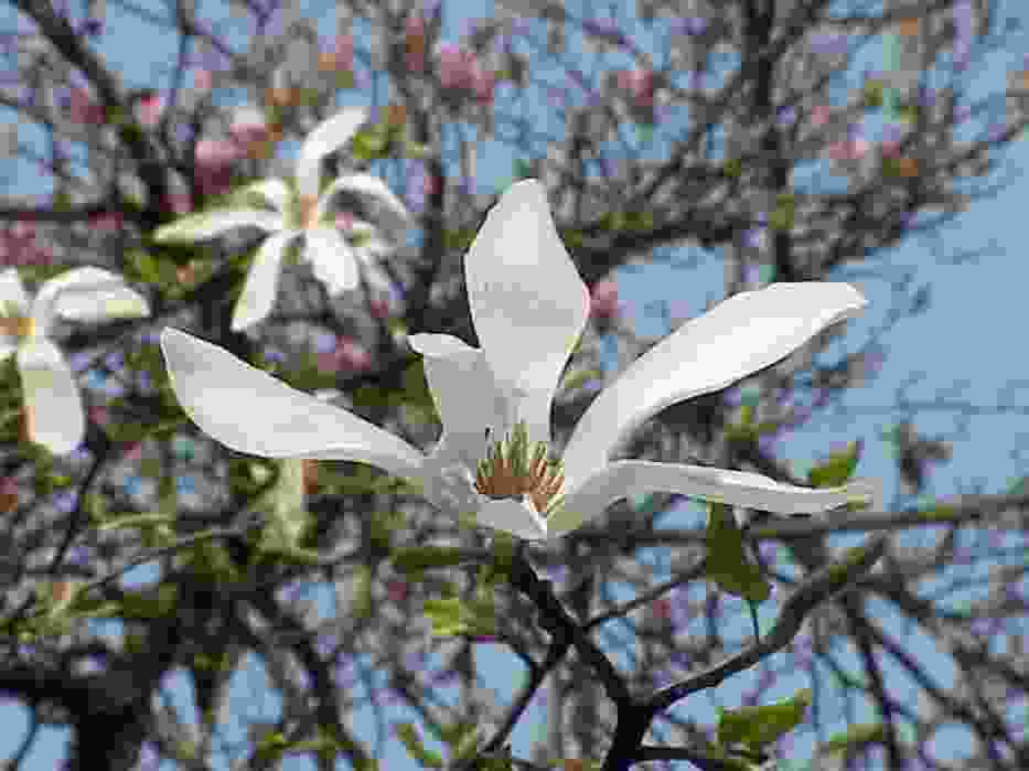 Magnolia japońska