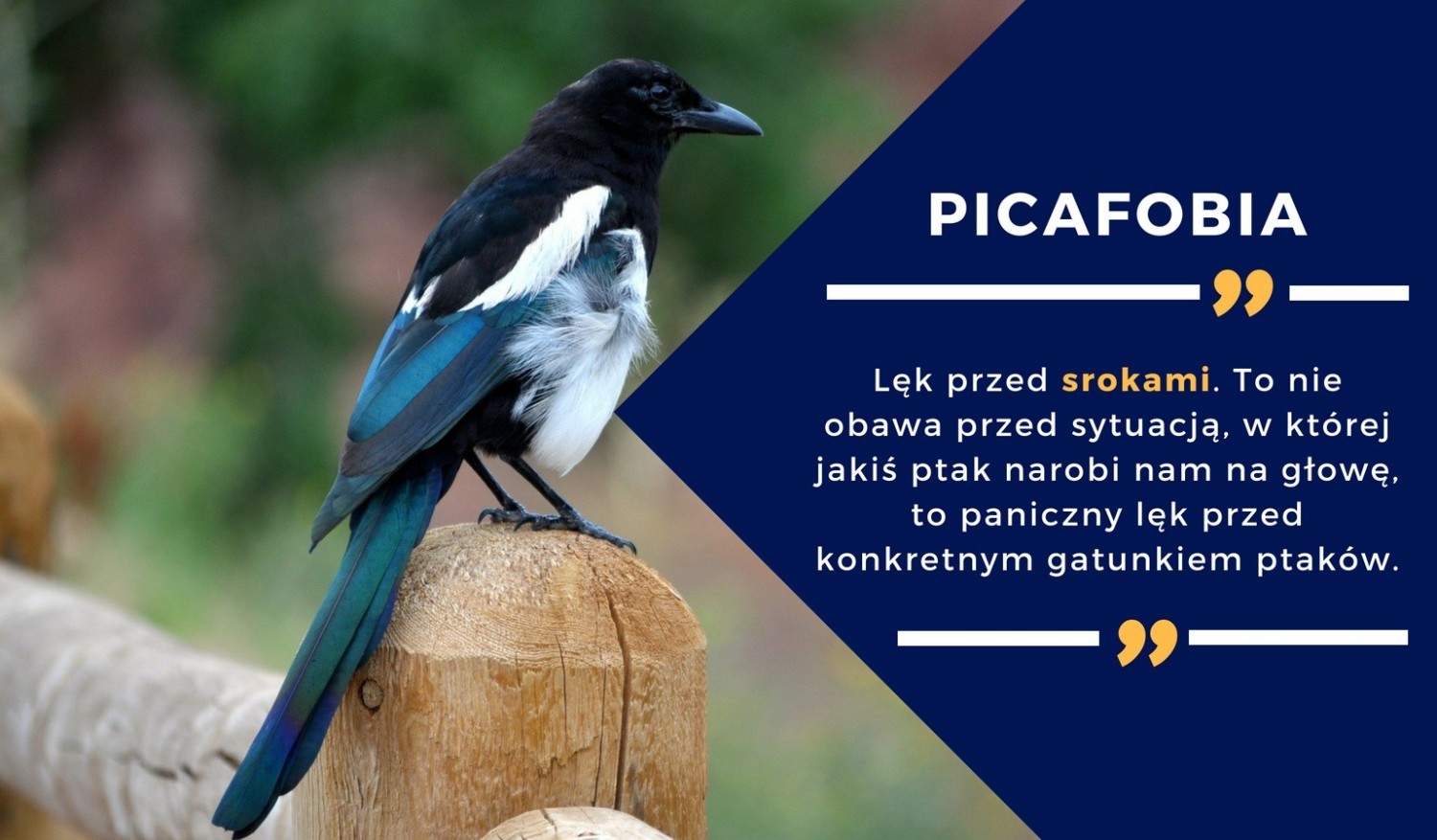 3. PICAFOBIA - lęk przed srokami