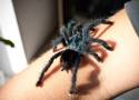 Znaleziono zwłoki kobiety i… pająki! Czy jej śmierć powiązana jest z hodowlą?