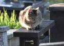 Czy koty w Sławnie na cmentarzu są trute? Policja i zarządca cmentarza komentują. Zdjęcia