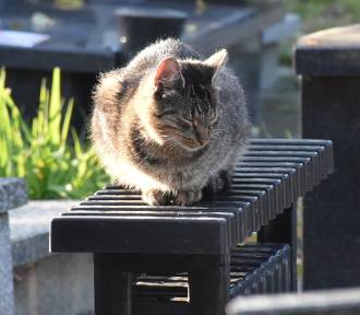 Czy koty w Sławnie na cmentarzu są trute? Policja i zarządca cmentarza komentują