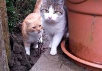 Koty Do Adopcji Naszemiasto Pl