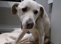 Pies Biduś, przebywający w schronisku w Bełchatowie, postrzelony ze śrutu, szuka troskliwego opiekuna. Zwierzę wymaga leczenia