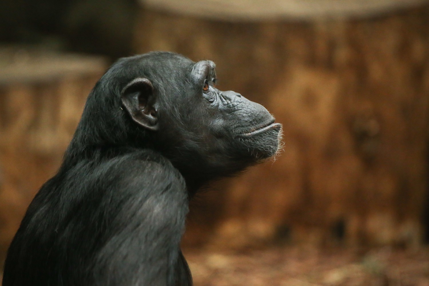 ZOO za darmo Warszawa. Pomóż zwierzętom przetrwać zimę i odbierz darmową wejściówkę