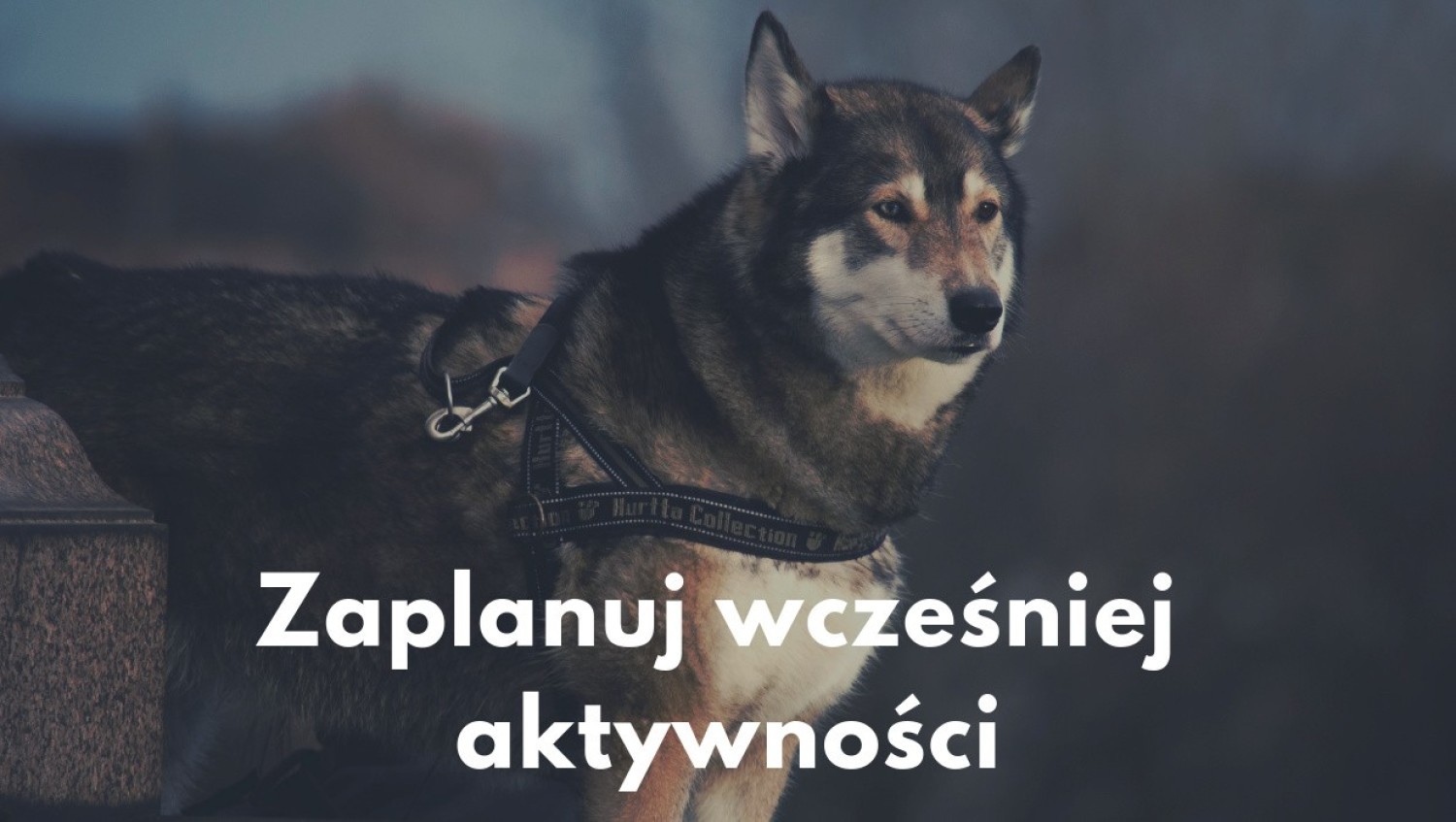 Zaplanuj wcześniej aktywności