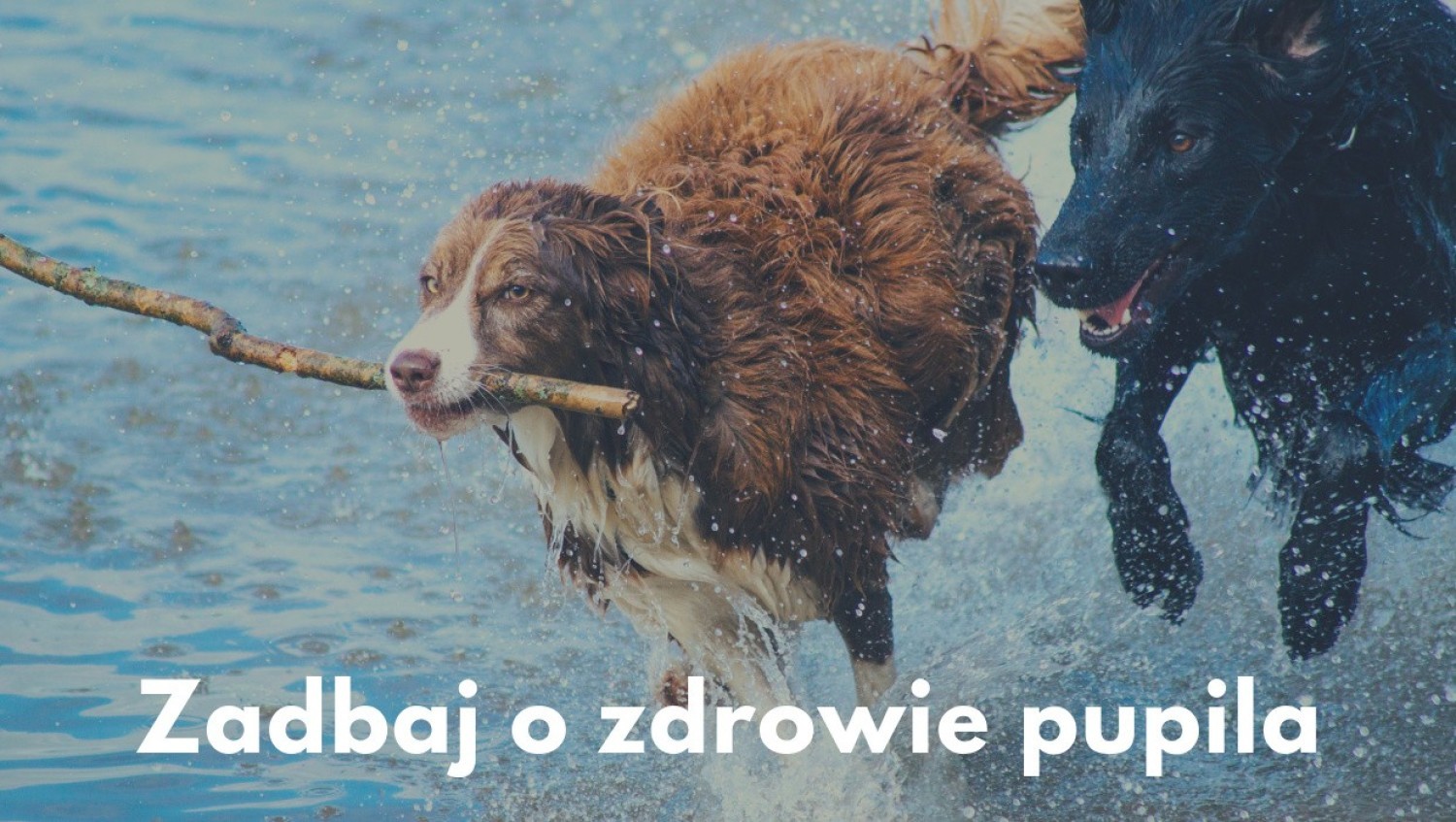 Zadbaj o zdrowie pupila