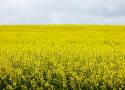 Kwitną piękne pola rzepaku w Wielkopolsce. Zobacz wyjątkowe zdjęcia fotoreportera "Głosu"