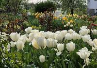 Bajeczny ogród w Grodźcu Małym. Kwitnie w nim około 2 tysięcy pięknych tulipanów!