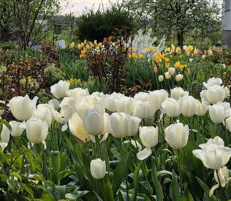 Bajeczny ogród w Grodźcu Małym. Kwitnie w nim około 2 tysięcy pięknych tulipanów!