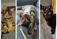 Sobota to Dzień Kota! Tak wyglądają koty naszych Czytelników z Grudziądza. Zdjęcia