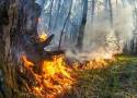Lasy w Łódzkiem lepiej chronione przed pożarami