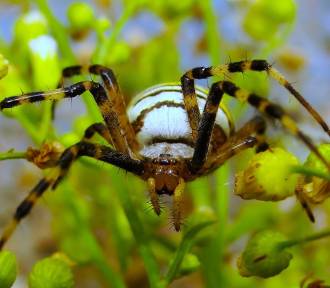 Jadowite pająki w lubuskich lasach! Znajdziemy je też w naszych domach