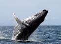 Wieloryb w Bałtyku. Mieszkaniec Gdyni nagrał go 70 km od Zatoki Gdańskiej - WIDEO