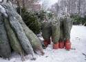 W Warszawie będą rozdawać darmowe choinki. Każdy może dostać świąteczne drzewko. Wystarczy zrobić jedną rzecz