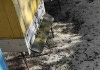 Tysiące martwych pszczół pod Pleszewem. Pszczelarze zapowiadają: Nie odpuścimy!