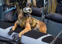 Sierżant pies? To możliwe! Żołnierze chcą nadawania stopni wojskowych psom