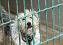 Gorzów odpowiada na petycję w sprawie czipowania psów i kotów