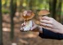 Jak odróżnić grzyby jadalne od trujących? Zobacz zdjęcia!