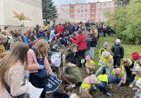 Pola Nadziei w Wałbrzychu. 400 uczniów sadziło żonkile przed hospicjum w Wałbrzychu 
