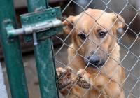 Bezpanskie Psy Krotoszyn Naszemiastopl