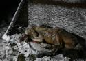 Wilk zastrzelony w pobliżu Olchowca w Beskidzie Niskim. Sprawę prowadzi policja