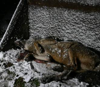 Wilk zastrzelony w pobliżu Olchowca w Beskidzie Niskim