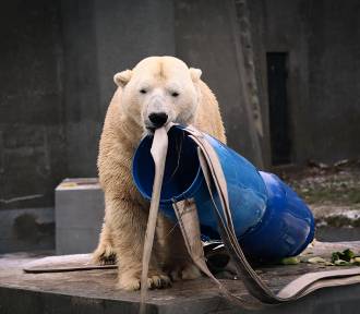 Wielka impreza w Warszawskim Zoo. Tak niedźwiedzie polarne świętowały swoje urodziny