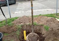 Trwają nasadzenia drzew w Legnicy. W mieście będą 62 nowe drzewa i 20 krzewów