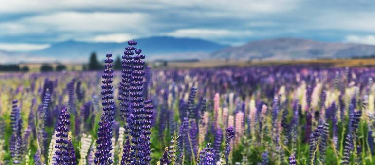 Zdjęcie artykułu z dnia 10-05-2024