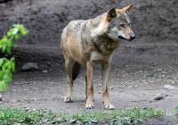Wilki znów zaatakowały w gminie Kościerzyna? Tym razem ich łupem miały paść kozy