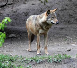 Wilki znów zaatakowały w gminie Kościerzyna? Tym razem ich łupem miały paść kozy