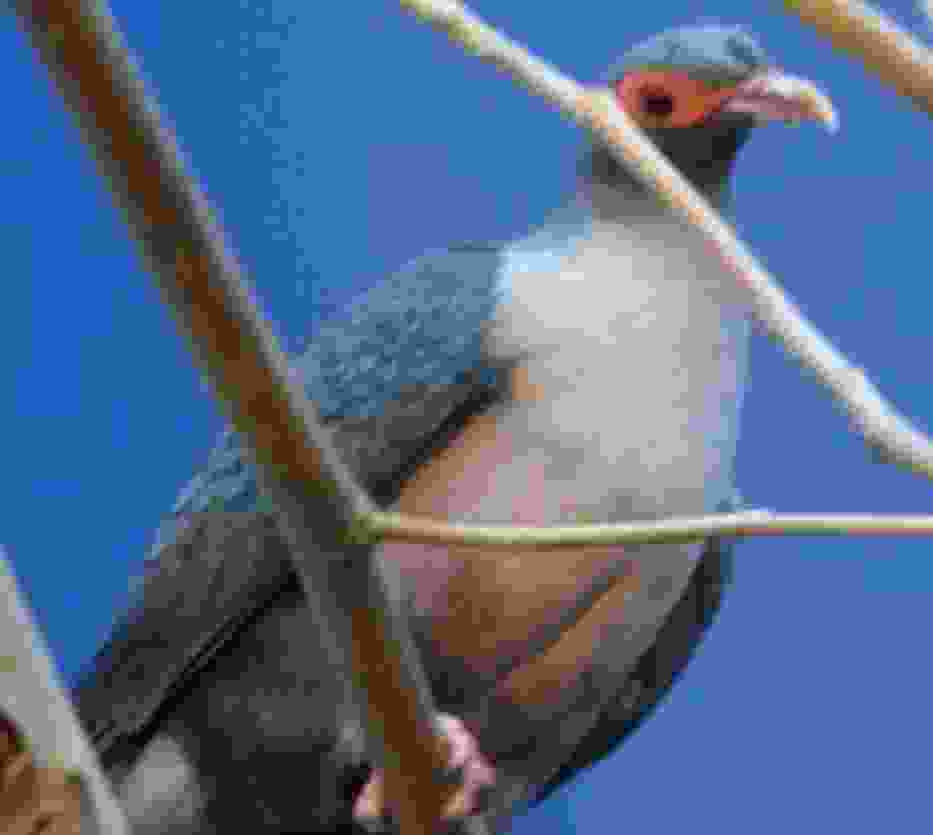 Papuan Mountain Pigeon - Gymnophaps albertisii http://commons