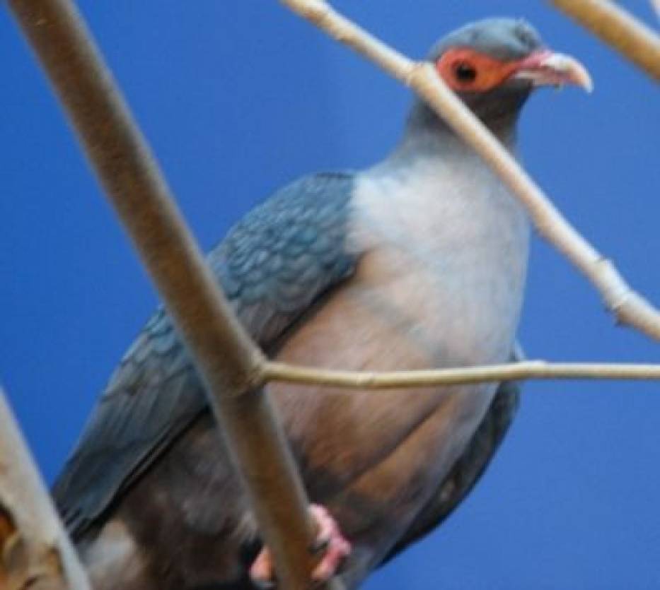Papuan Mountain Pigeon - Gymnophaps albertisii http://commons