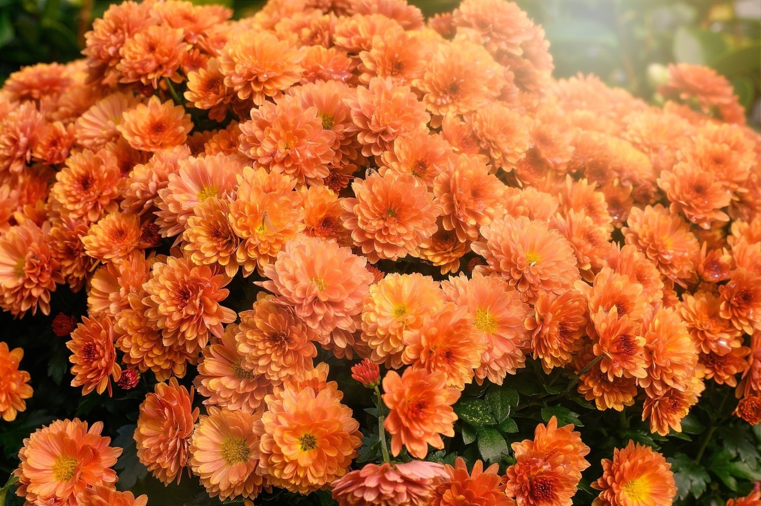 Chryzantemy