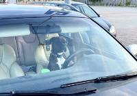 Pies za kierownicą samochodu w Pleszewie. Niecodzienne zdjęcie obiegło internet