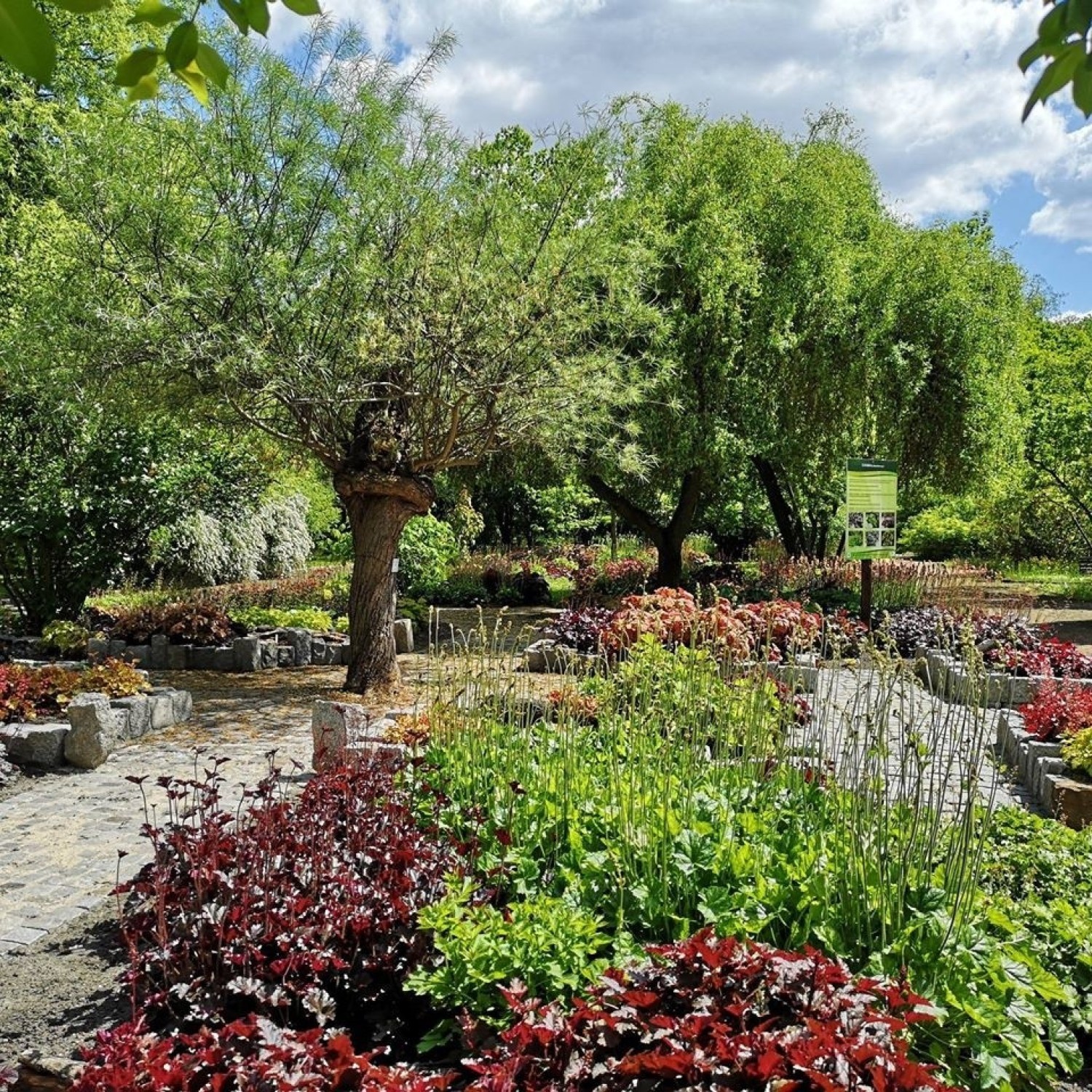 Miejski Ogród Botaniczny otwiera swoje drzwi dla odwiedzającychZobacz kolejne zdjęcia