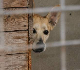 Brak miejsca dla psów w schronisku w Krotoszynie, a codziennie są nowe zgłoszenia!