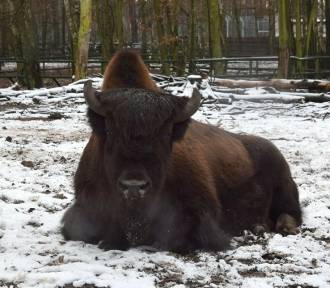 Zima w zoo w Poznaniu. Jakich zwierząt teraz nie zobaczymy? 