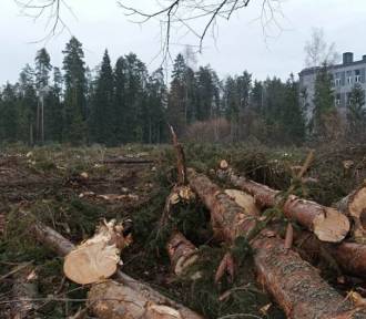 Nowy Targ wyciął niemal 180 drzew, by budować strefę aktywności gospodarczej