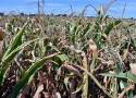 Pomoc suszowa. Co roku rolnicy zgłaszają straty w uprawach. Komisje klęskowe powinny być stałe? 
