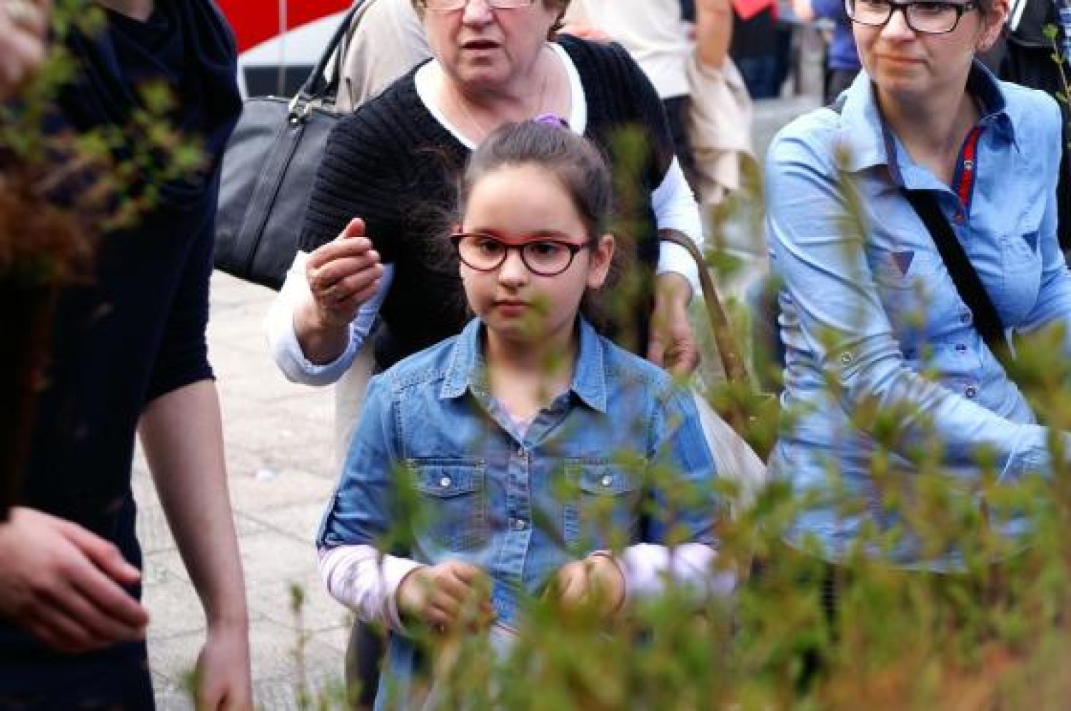 Nadleśnictwo Bartoszyce rozdało sadzonki modrzewia