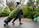 Gdańsk odbiera choinki. Nie wyrzucaj drzewka po Bożym Narodzeniu byle gdzie