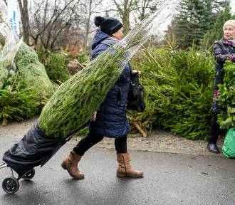 Gdańsk odbiera choinki. Nie wyrzucaj drzewka po Bożym Narodzeniu byle gdzie