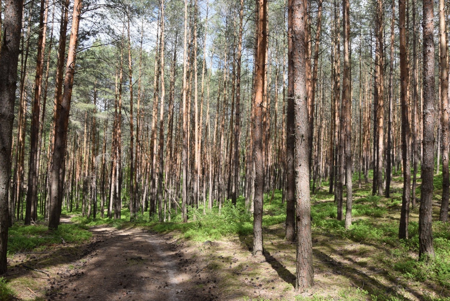 W maju zieleń na Wzgórzach Piastowskich jest najpiękniejsza