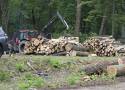 Wielka wycinka przy Parku Śląskim - zobacz ZDJĘCIA. Zgłoszono ponad 900 drzew do usunięcia