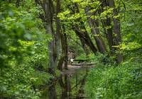 To najbardziej tajemniczy krakowski las. Spacerowiczów nie odstrasza miejska legenda