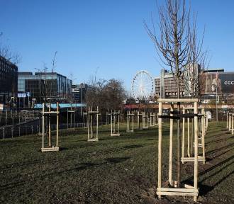 Co godzinę w Krakowie przybywa sześć nowych drzew. A ile ubywa?