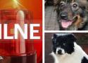 Funkcjonariusze policji z Rudy Śląskiej zabrali właścicielce osiem zaniedbanych psów! Kobieta brutalnie znęcała się nad zwierzętami